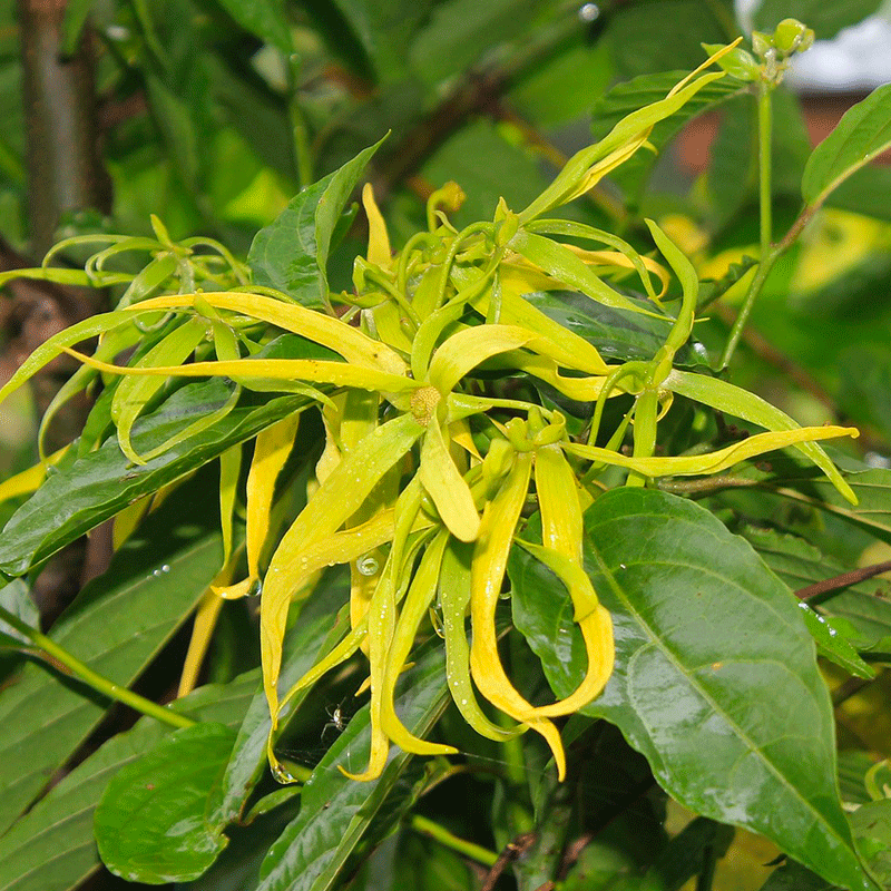 Les huiles essentielles de ylang-ylang