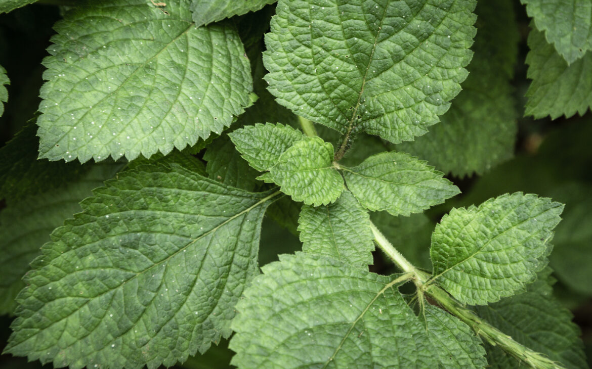 la mélisse, la plante douce