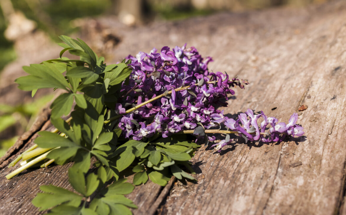 La Ballote, plante anti-stress